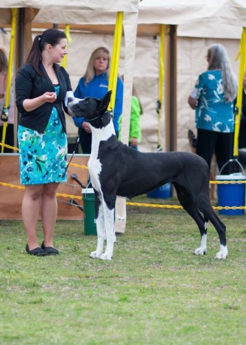 CH ARCTIC FOX'S RAVEN-LADY OF THE NIGHT. CH SARAVILLA'S DND TOAST V DUBLIN x CH ROSELAND ARCTIC FOX MS KATANA. Owners: Louise A Fox,Brittney Lynn Barber